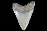 Megalodon Tooth - North Carolina #91140-2